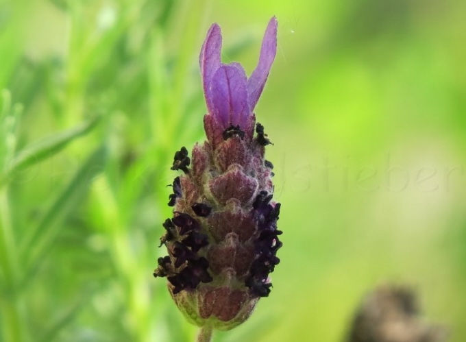 25_Schopf-Lavendel_Lavandula stoechas