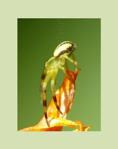 26_24x30_Glas_lindgrn