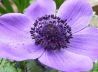 26_Kronen-Anemone_Anemone coronaria