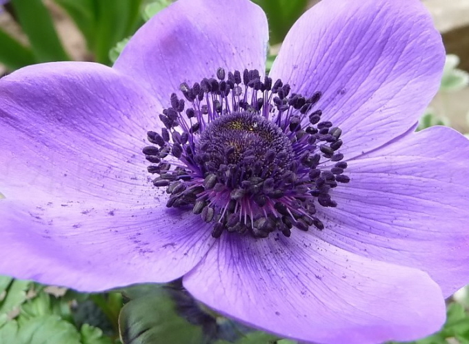 26_Kronen-Anemone_Anemone coronaria