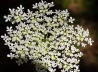 26_Wilde Mhre_Daucus carota