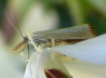 26_Znsler_Agriphila straminella