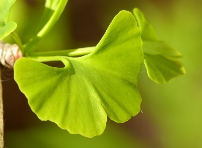 27_Ginkgo biloba