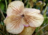 27_Hortensie_Hydrangea macrophylla