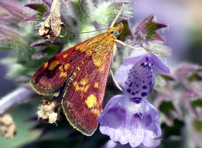 27_Purpurroter Znsler_Pyrausta purpuralis