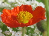 28_Island-Mohn_Papaver nudicaule