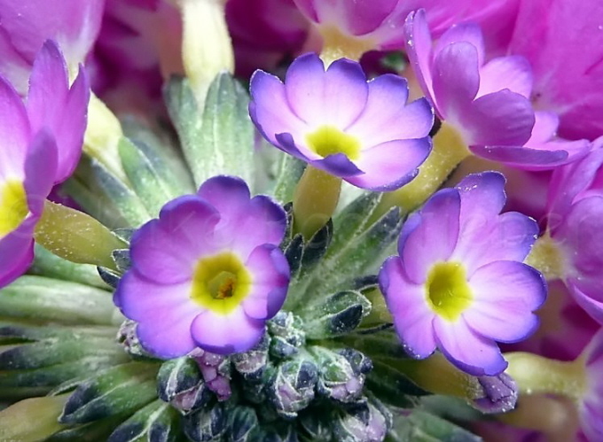 28_Kugel-Primel_Primula denticulata