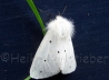 28_Weie Tigermotte-Minzenbr_Spilosoma lubricipeda