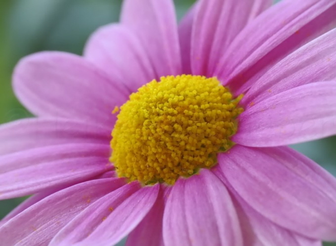 29_Margerite_Leucanthemum