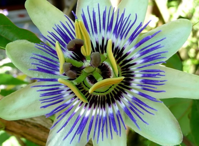 2_Passionsblume_Passiflora caerule