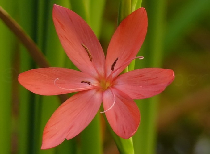 30_Wassergladiole_Spaltgriffel_Schizostylis coccinea