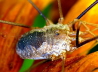 30_Weberknecht_Opiliones