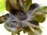 31_HibiskusSamen