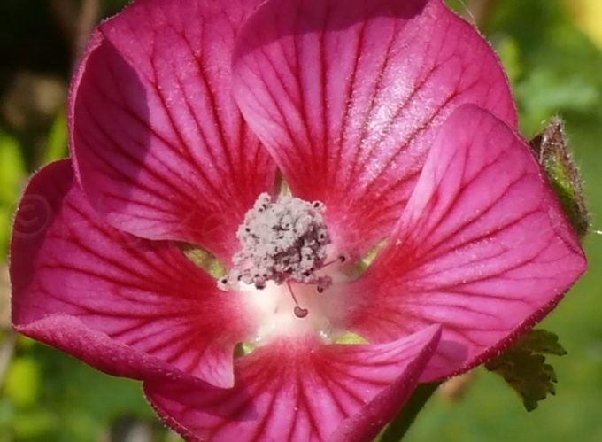 31_Kapmalve_Anisodontea Elegans Princess