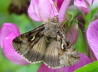 32_Gammaeule_Autographa gamma