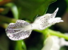 32_Harfenstrauch_Plectranthus verticillatus