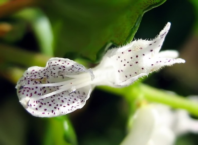 32_Harfenstrauch_Plectranthus verticillatus