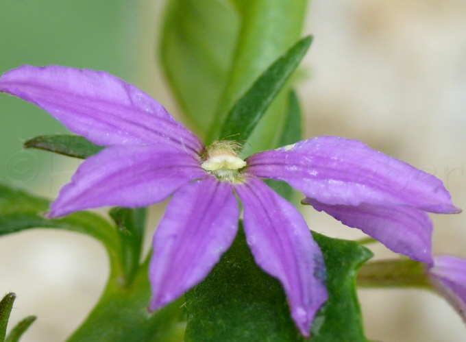 33_Blaue Fcherblume_Scaevola aemula