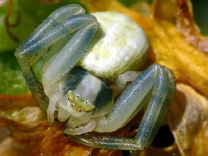 33_Vernderliche Krabbenspinne_Misumena vatia