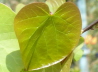 35_Herzbaum_Cercis siliquastrum