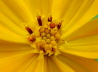 35_Schmuckkrbchen_Schwefelcosmee_Cosmos sulphureus