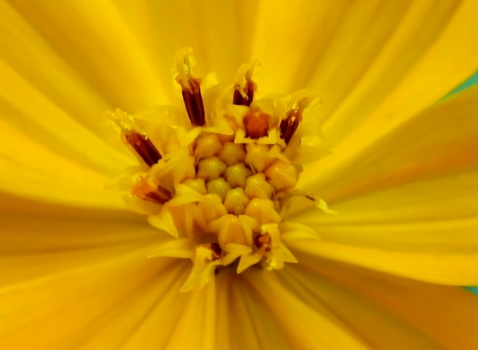 35_Schmuckkrbchen_Schwefelcosmee_Cosmos sulphureus