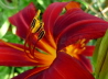 36_Taglilie_Hemerocallis fulva