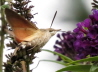 36_Taubenschwnzchen_Macroglossum stellatarum