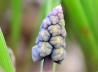 36_Traubenhyazinthen_Muscari