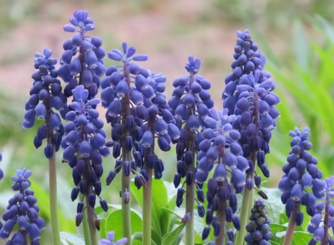 37_KleineTraubenhyazinthe_Muscari botryoides