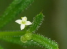 37_Klettenlabkraut_Galium aparine