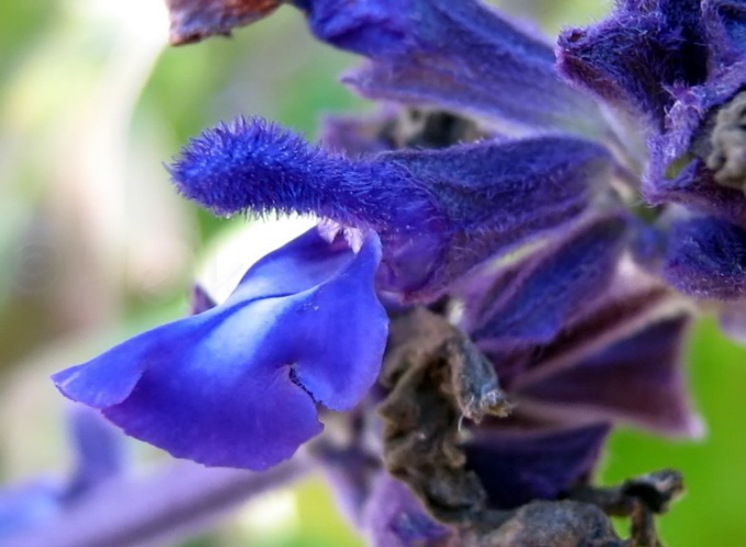 39_Bltensalbei_Salvia Mystic Spires blue