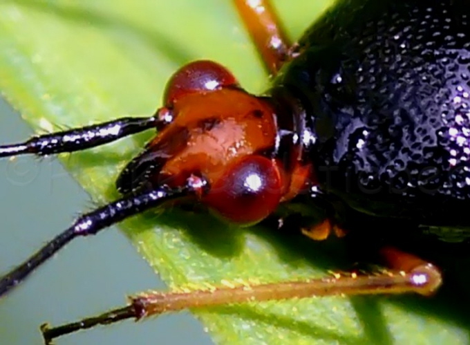 42_Dreiecks-Weichwanze_Deraeocoris ruber