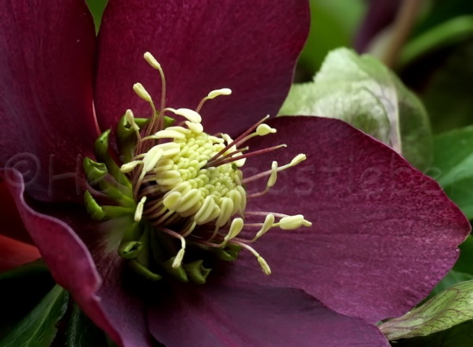 43_Christrose_Helleborus orientalis