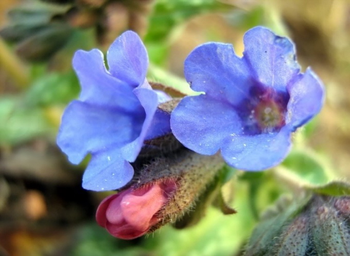 43_Lungenkraut_Pulmonaria officinalis