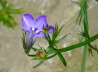 44_Mnnertreu_Lobelia erinus