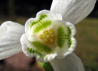 44_Schneeglckchen_Galanthus nivalis