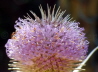 45_Wilde Karde_Dipsacus fullonum