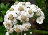 47_Sumpf-Schafgarbe_Achillea ptarmica