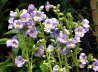 48_Jakobsleiter, Himmelsleiter_Polemonium caeruleum