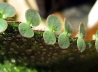 49_Brutblatt_Kalanchoe daigremontiana