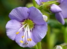 49_Jakobsleiter_Polemonium