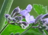 4_Katzenminze_Nepeta faassenii