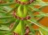 51_Tannenwedel_Hippuris vulgaris