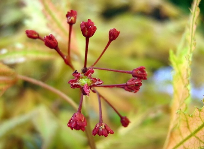 55_Japanischer Schlitzahorn_Acer palmatum_Blte (2)