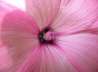 56_Buschmalve_Lavatera arborea