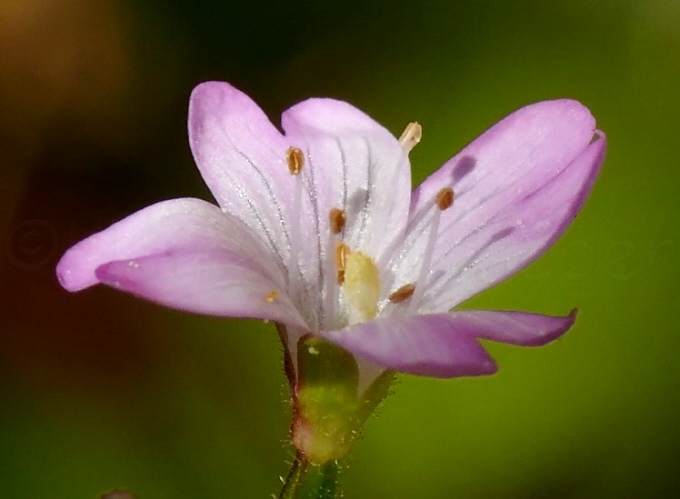 58_Zottiges Weidenrschen_Epilobium hirsutum