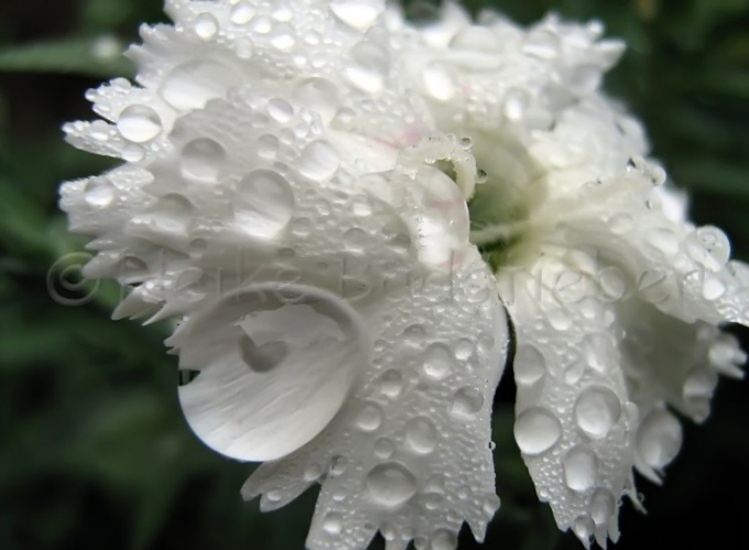 59_Chinesische Nelke_Dianthus chinesis