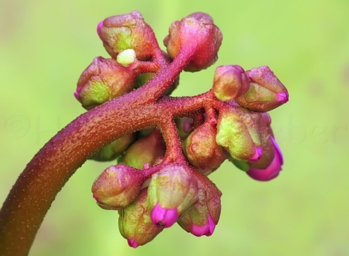 60_Bergenie_Bergenia cordifolia