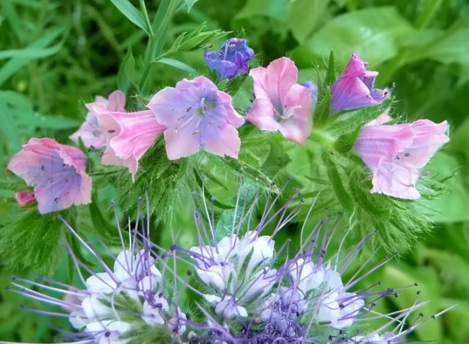 60_Blauer Natternkopf_Echium vulgare und Bienenfreund